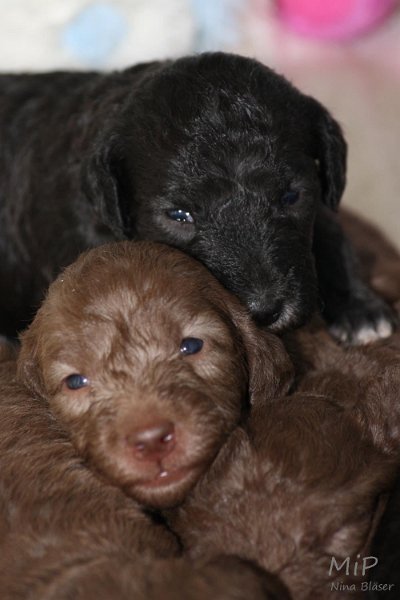 2011-05-15 Puppies Candy & Svet (51).jpg